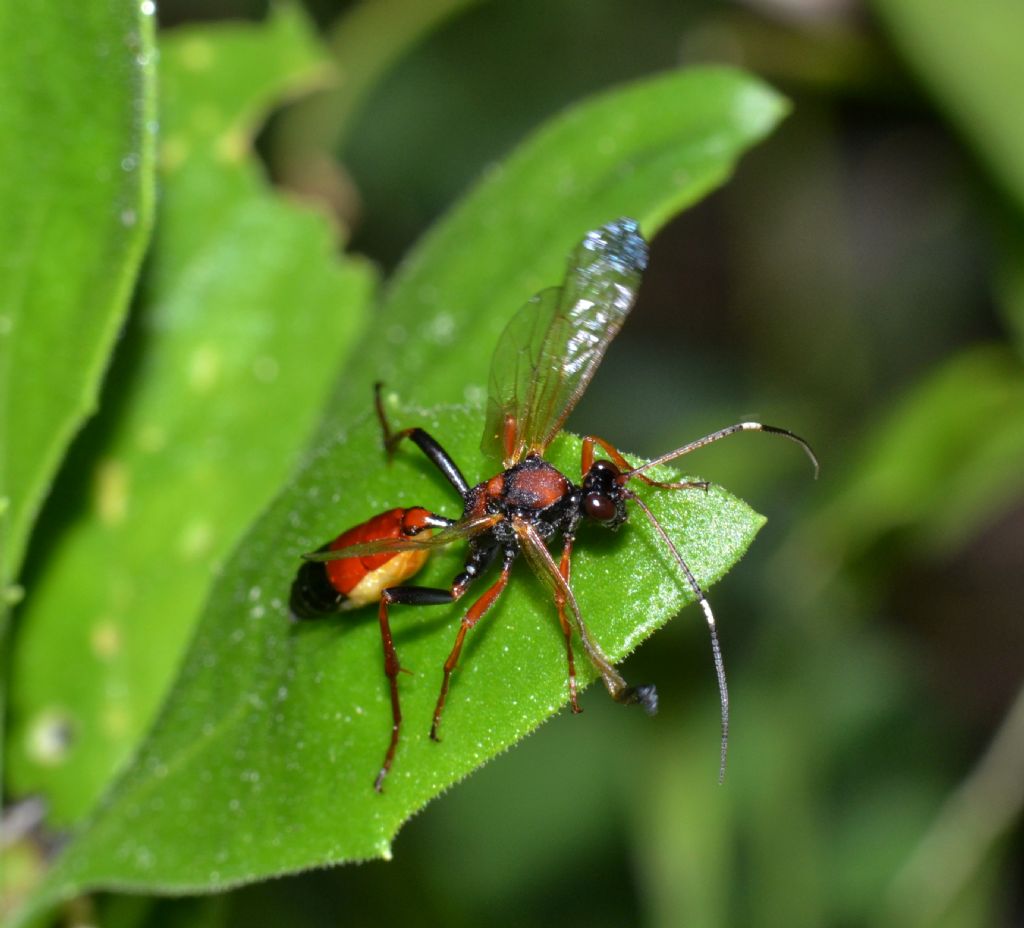 Ichneumonidae da identificare (156)